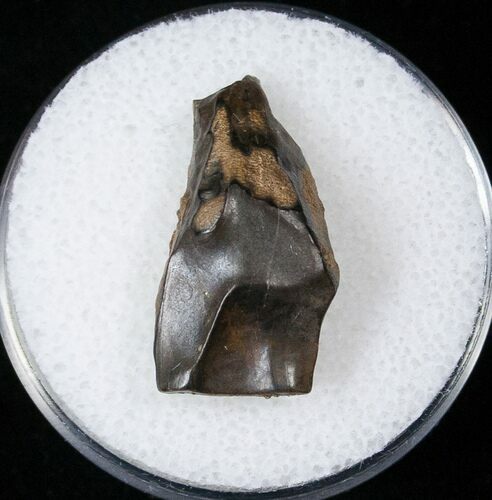 Triceratops Shed Tooth - Montana #16644